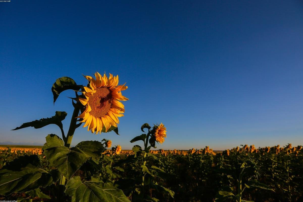 Free Online Bicycle Speedometer